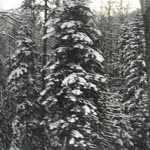 Mevlut
