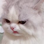 Nur