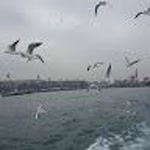 Selim
