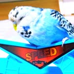 Hasan