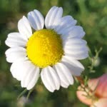 Büşra
