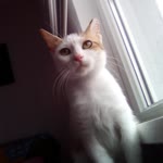 Elif