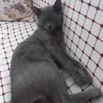 Damla