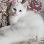Beraa