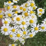 Seniha