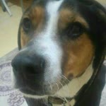 Arzu
