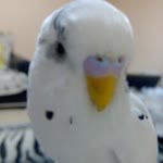 Nurullah