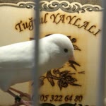 Tuğrul