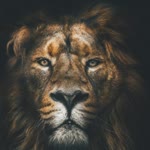 Halil