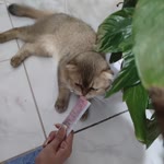 Dilek