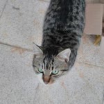 Hasan