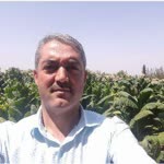 Hanifi