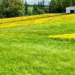 Çağla