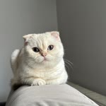 Burak