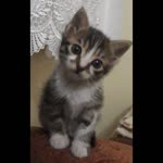 Fatma
