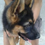 Ali