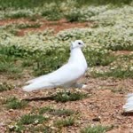 Duygu