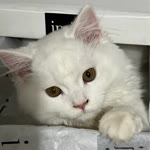 Hasan