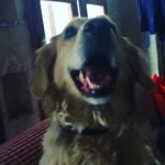 Cansu