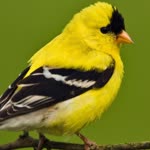 Profil fotoğrafı
