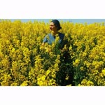 İrem