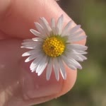 Esma