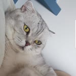 Pelin