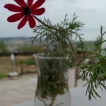 Salih