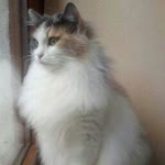 Kübra