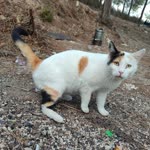 Melek