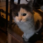 Betül