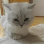Aysegul