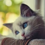 Zeynep
