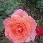 Serpil