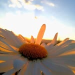 Sibel