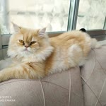 Nahit