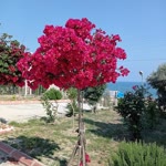 Birgül