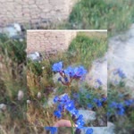 Dilek