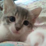 Ayten