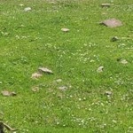 Ozgur