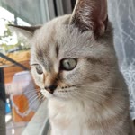 Bengi