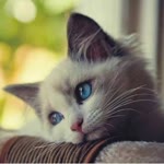 Orhan