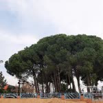 Deniz