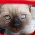 Profil fotoğrafı
