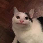 Piskevit