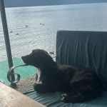 Betül