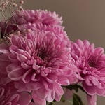 Hatice