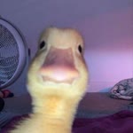 Furkan