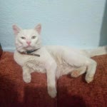 Turgut