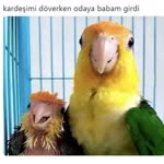Kamil